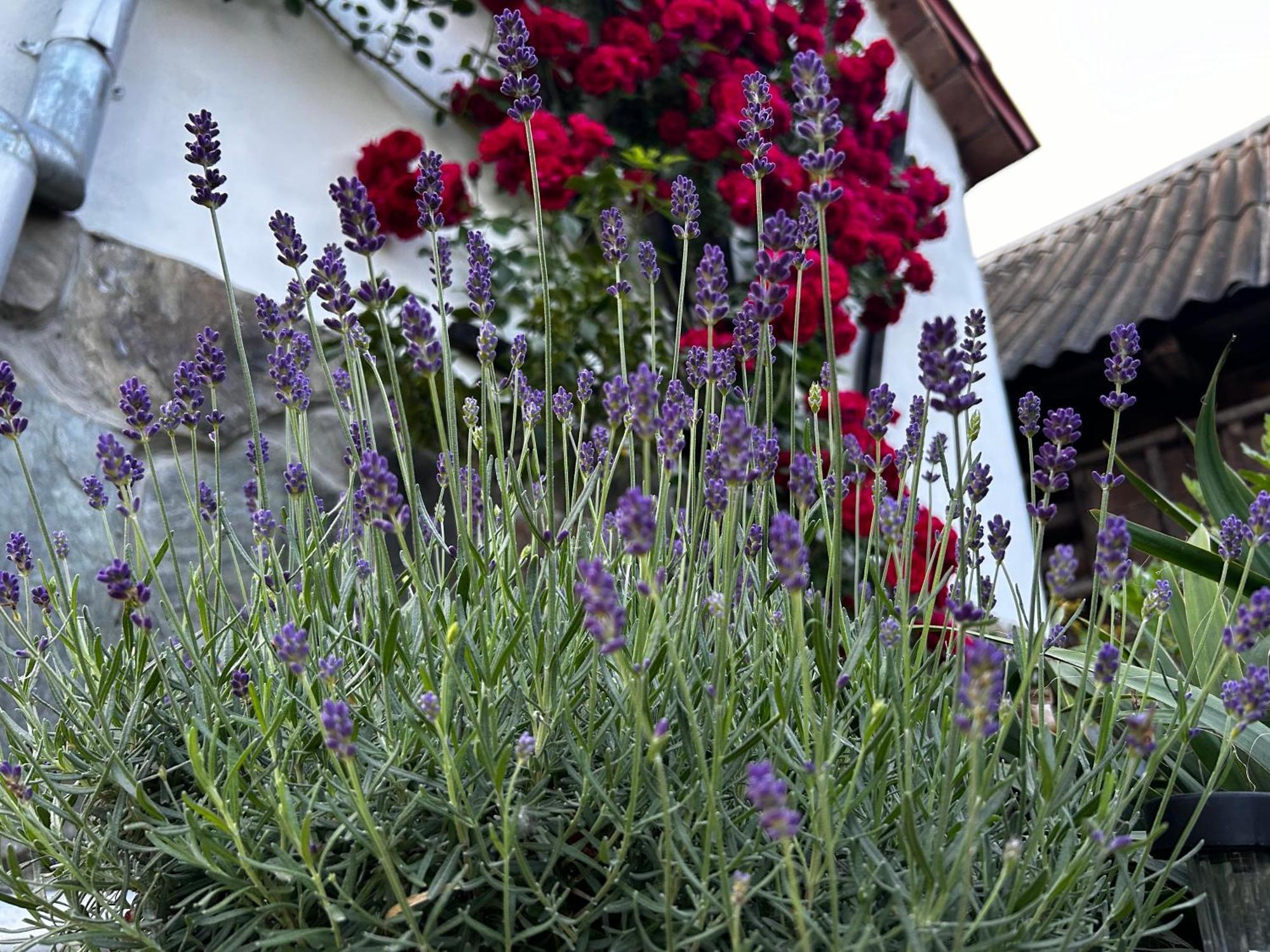 Отель Casa "La Moara Din Gradina" Eftimie Murgu Экстерьер фото